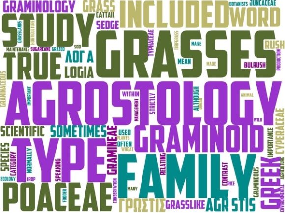 Graminology Wordart Background